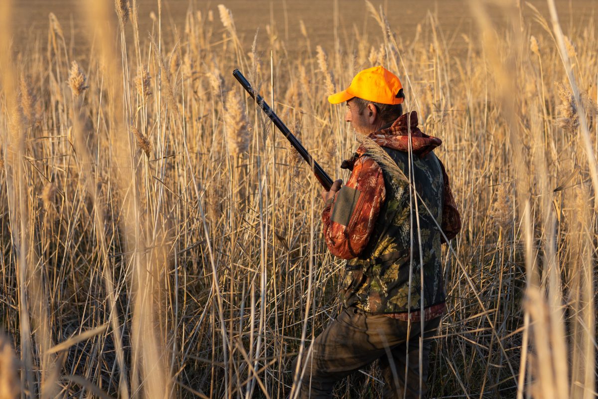 Mature man hunter with gun while walking on field.